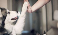 传奇4级狗：宠物特性和使用技巧分享！