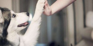 传奇4级狗：宠物特性和使用技巧分享！